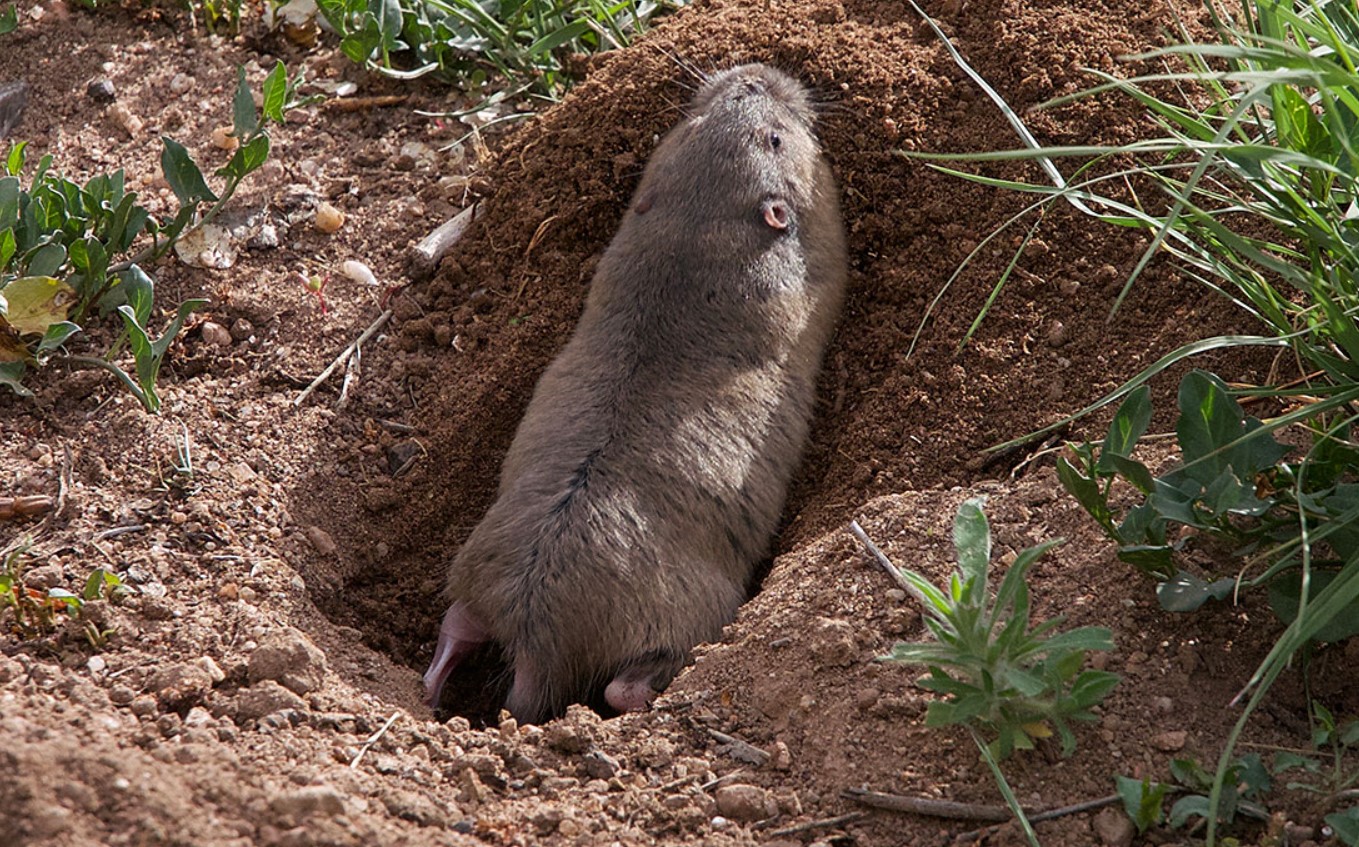 Fede arbejdere: amerikanske gophers driver landbrug i tunneler