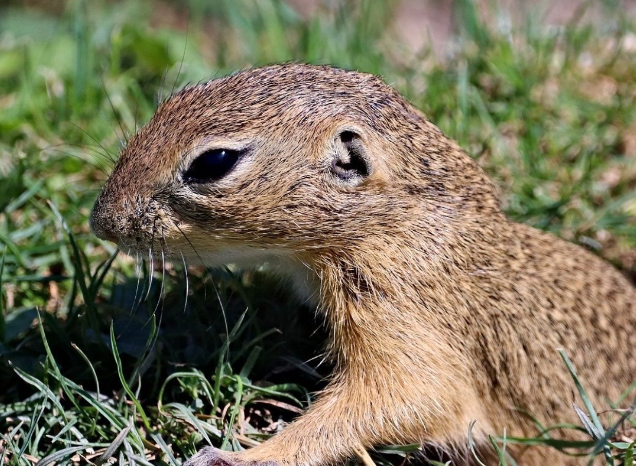 Fede arbejdere: amerikanske gophers driver landbrug i tunneler