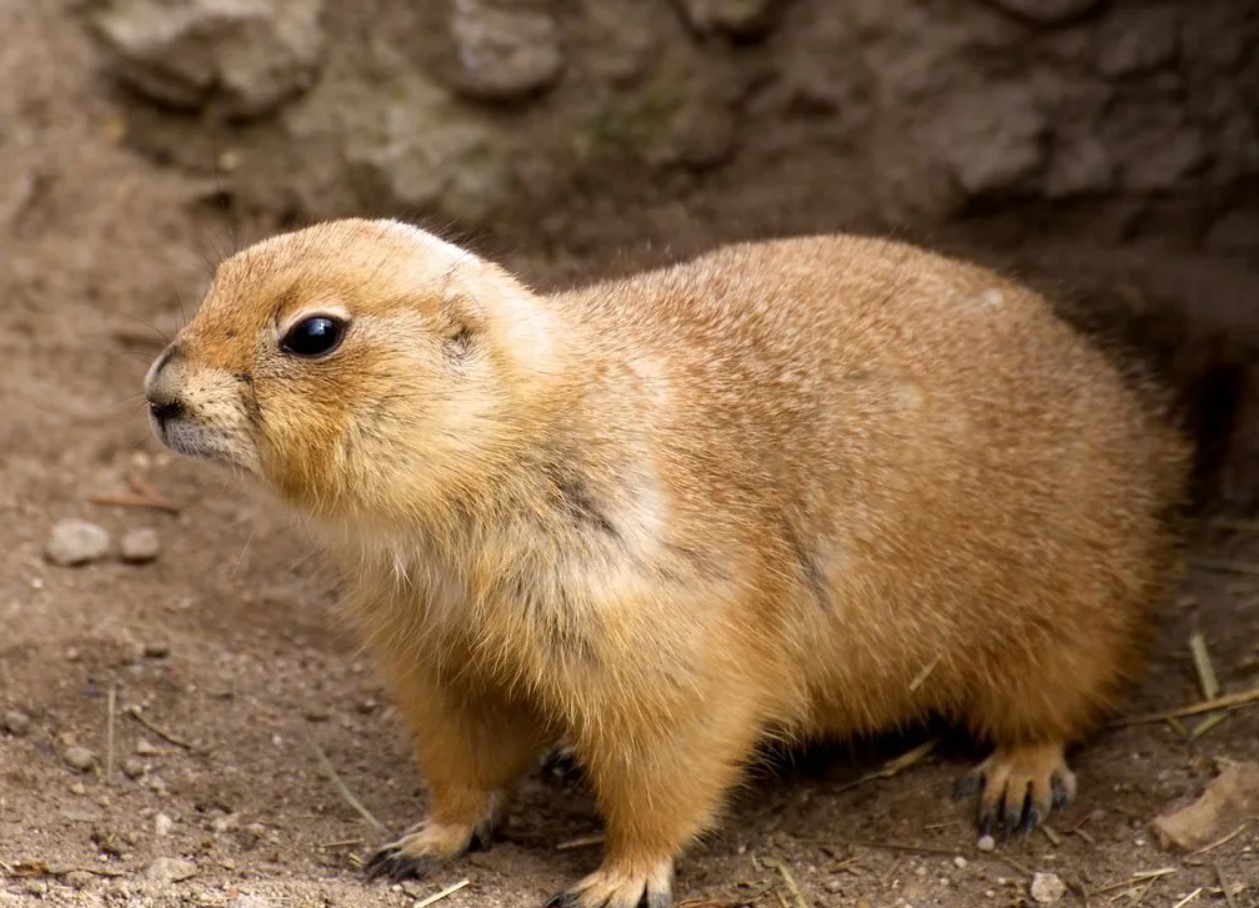 Fede arbejdere: amerikanske gophers driver landbrug i tunneler