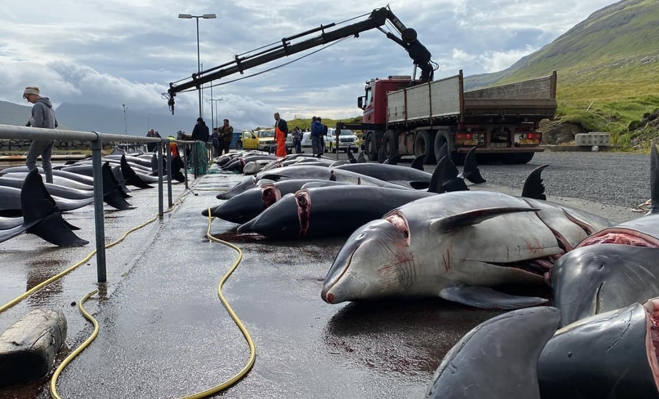 Dette års Grindadráp: 246 voksne grinder slagtet i Leynar