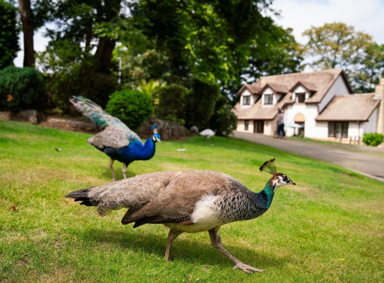 Kampen om gården: beboerne i en engelsk landsby ved ikke, hvad de skal gøre med påfugle