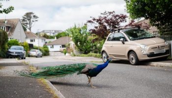 Kampen om gården: beboerne i en engelsk landsby ved ikke, hvad de skal gøre med påfugle