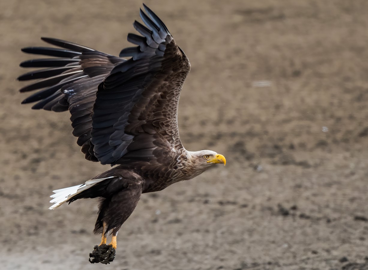 Haliaeetus albicilla
