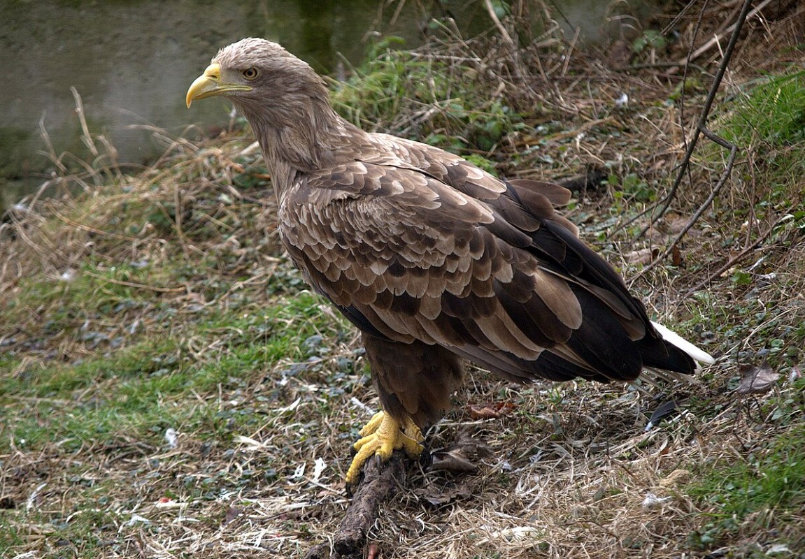 Haliaeetus albicilla