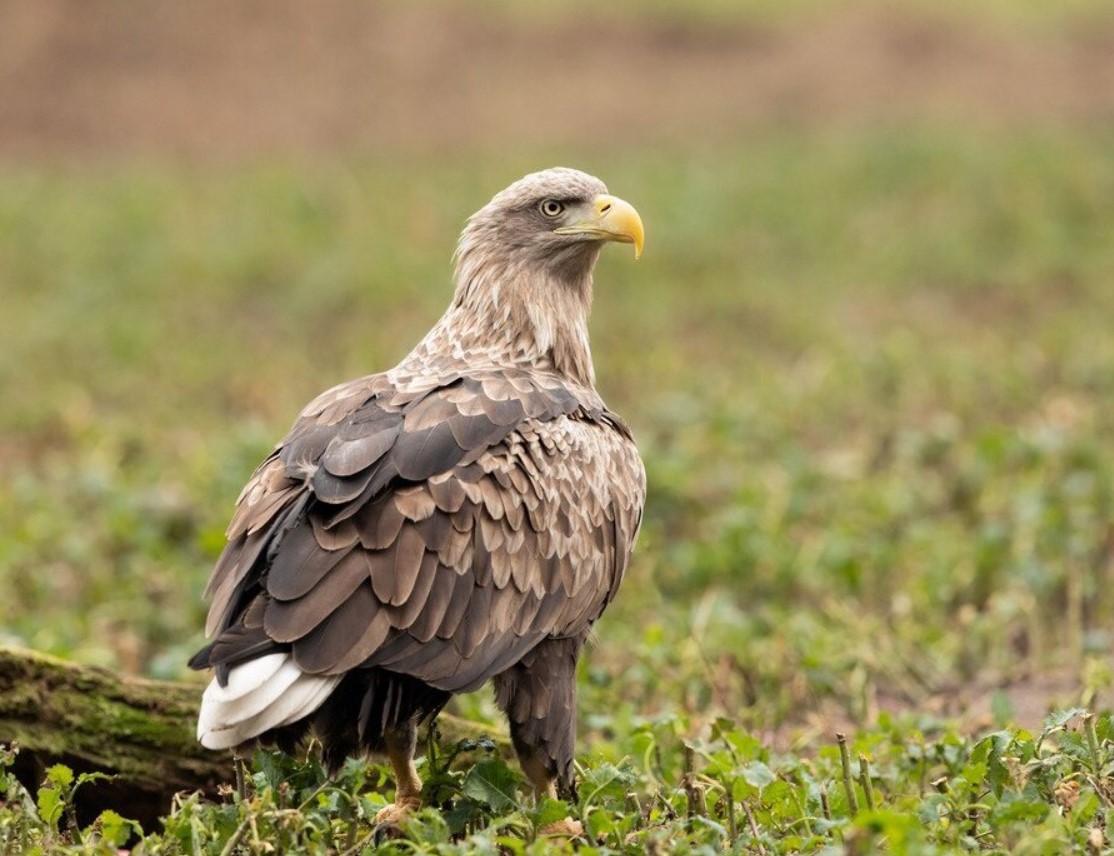 Haliaeetus albicilla