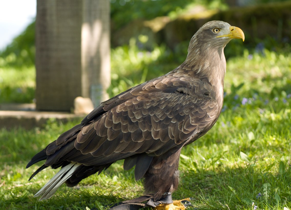 Haliaeetus albicilla