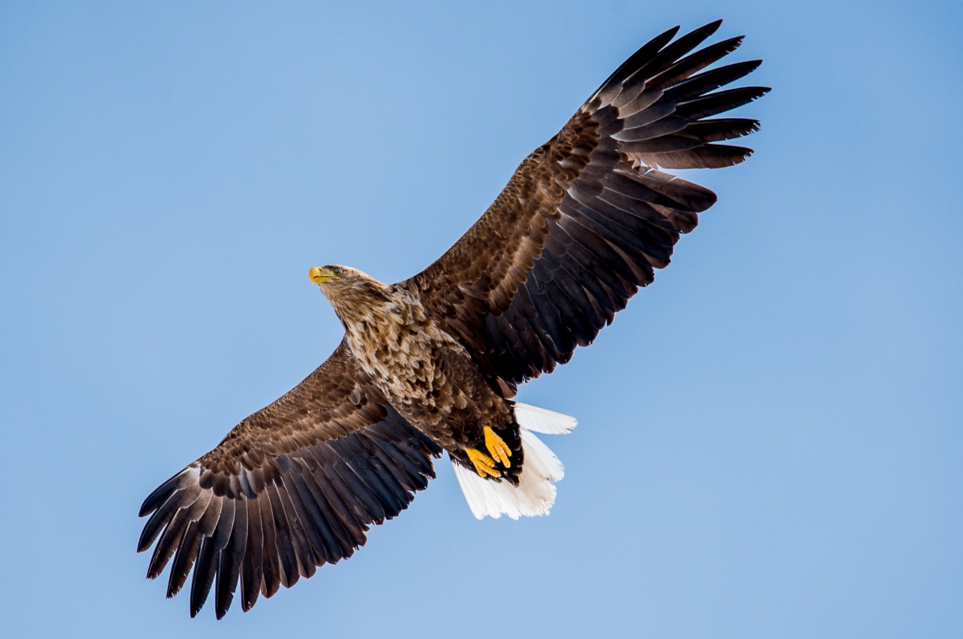 Haliaeetus albicilla