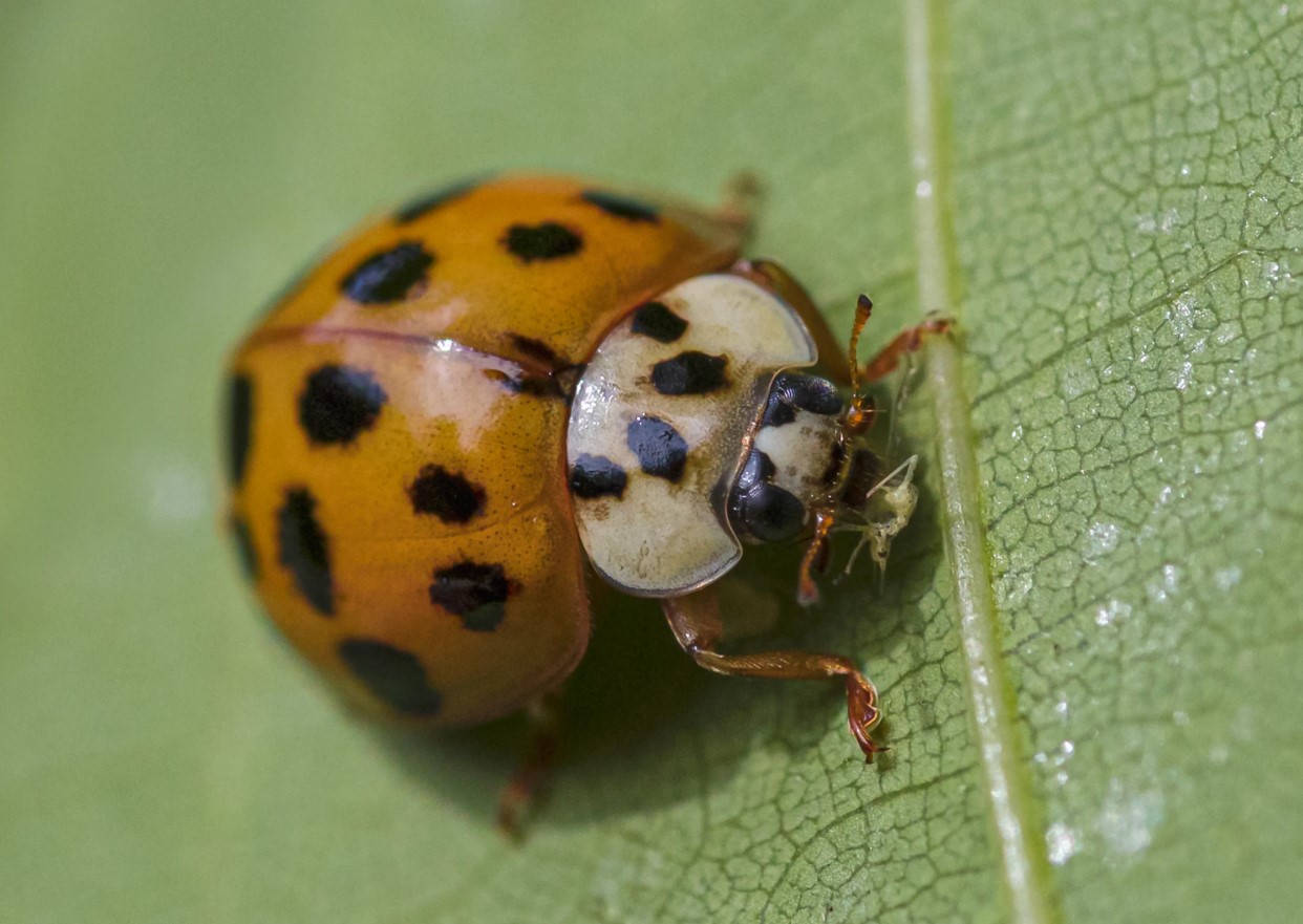 Harmonia axyridis