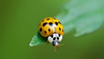 Mariehøns vs. asiatiske mariehøns: Sådan skelner du de gode insekter fra de dårlige