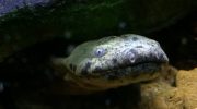 Cool væsen med uhyggeligt navn og lasagne-lignende sider: mød Hellbender