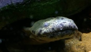 Cool væsen med uhyggeligt navn og lasagne-lignende sider: mød Hellbender