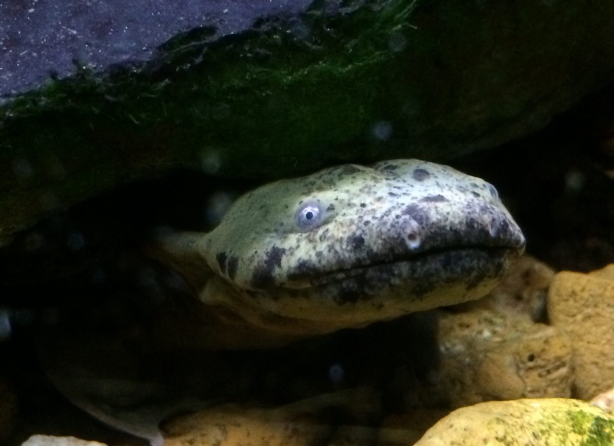 Cool væsen med uhyggeligt navn og lasagne-lignende sider: mød Hellbender