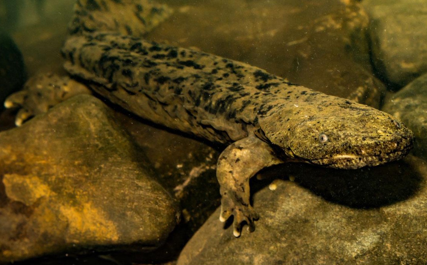 Cryptobranchus alleganiensis