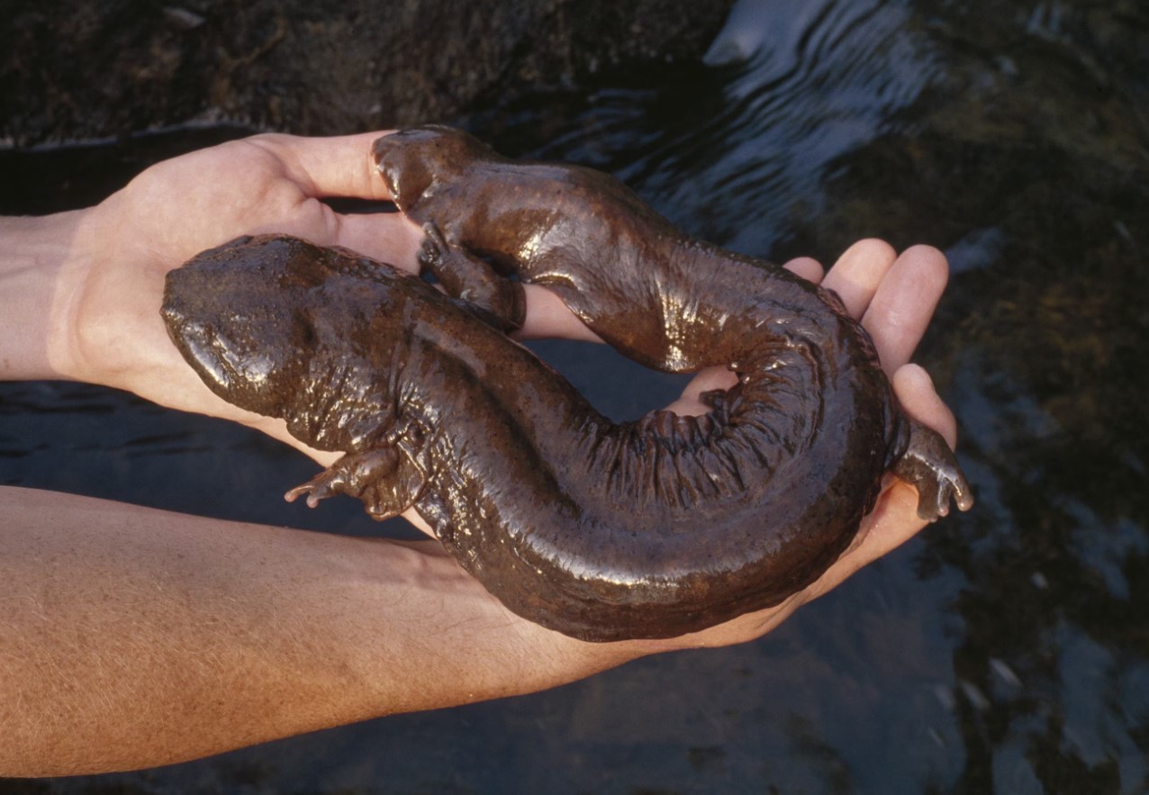 Cryptobranchus alleganiensis