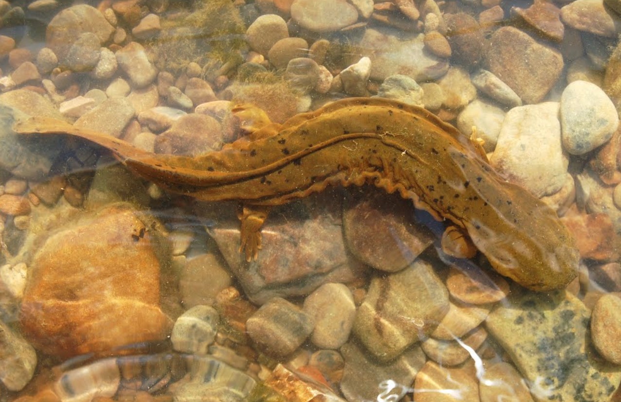 Cryptobranchus alleganiensis