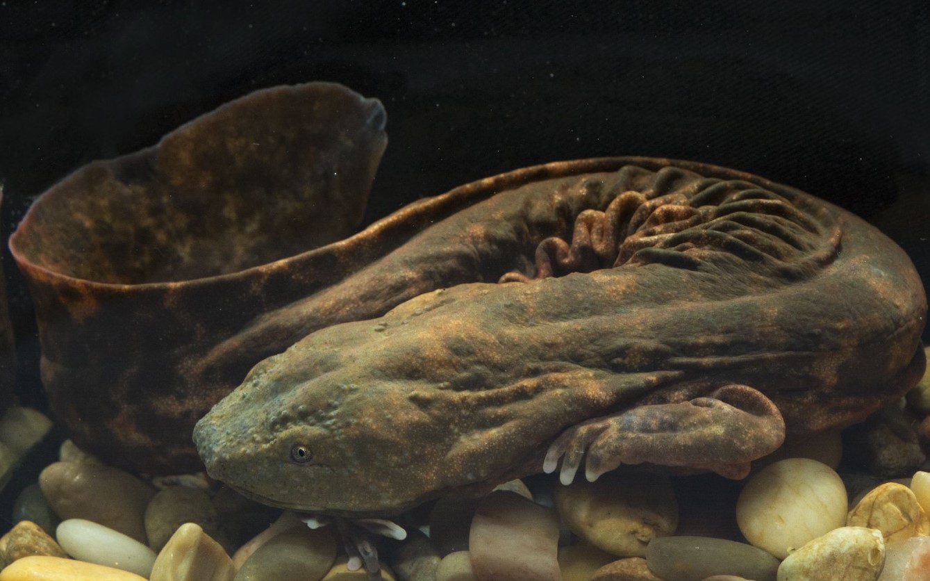 Cool væsen med uhyggeligt navn og lasagne-lignende sider: mød Hellbender