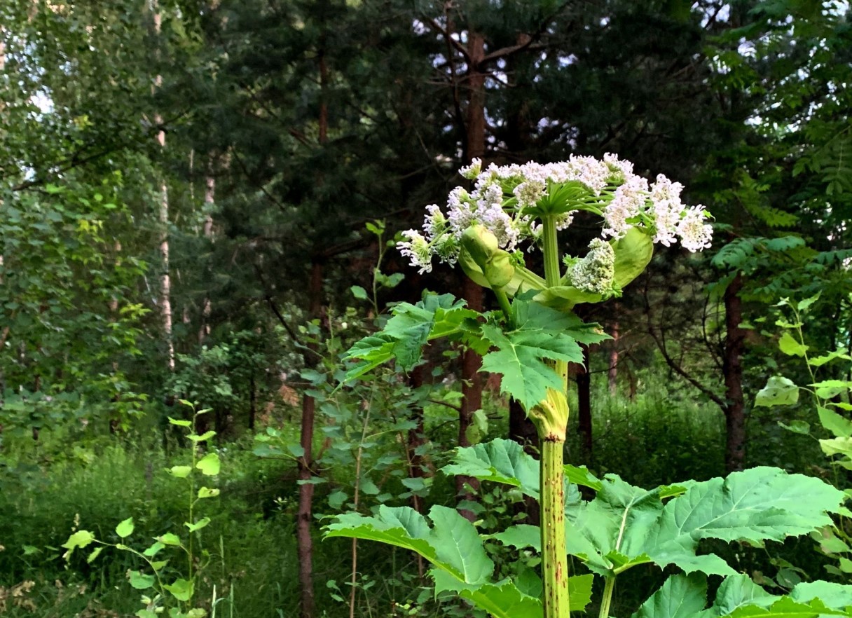 Heracleum mantegazzianum
