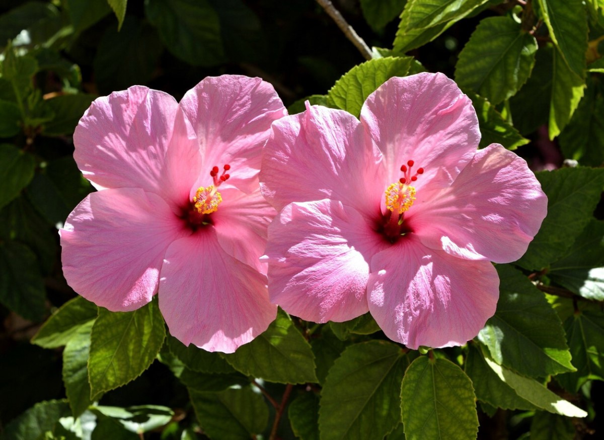 Hibiscus