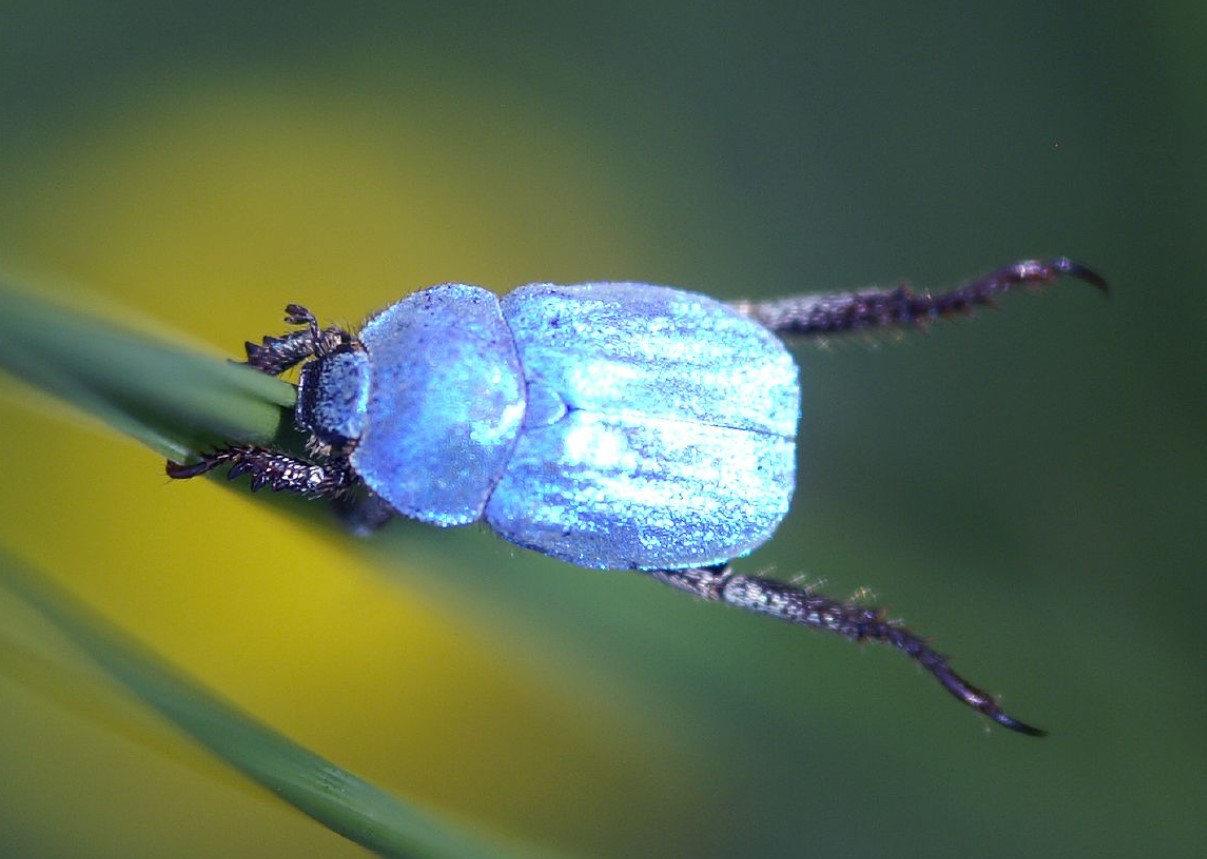 Hoplia-biller