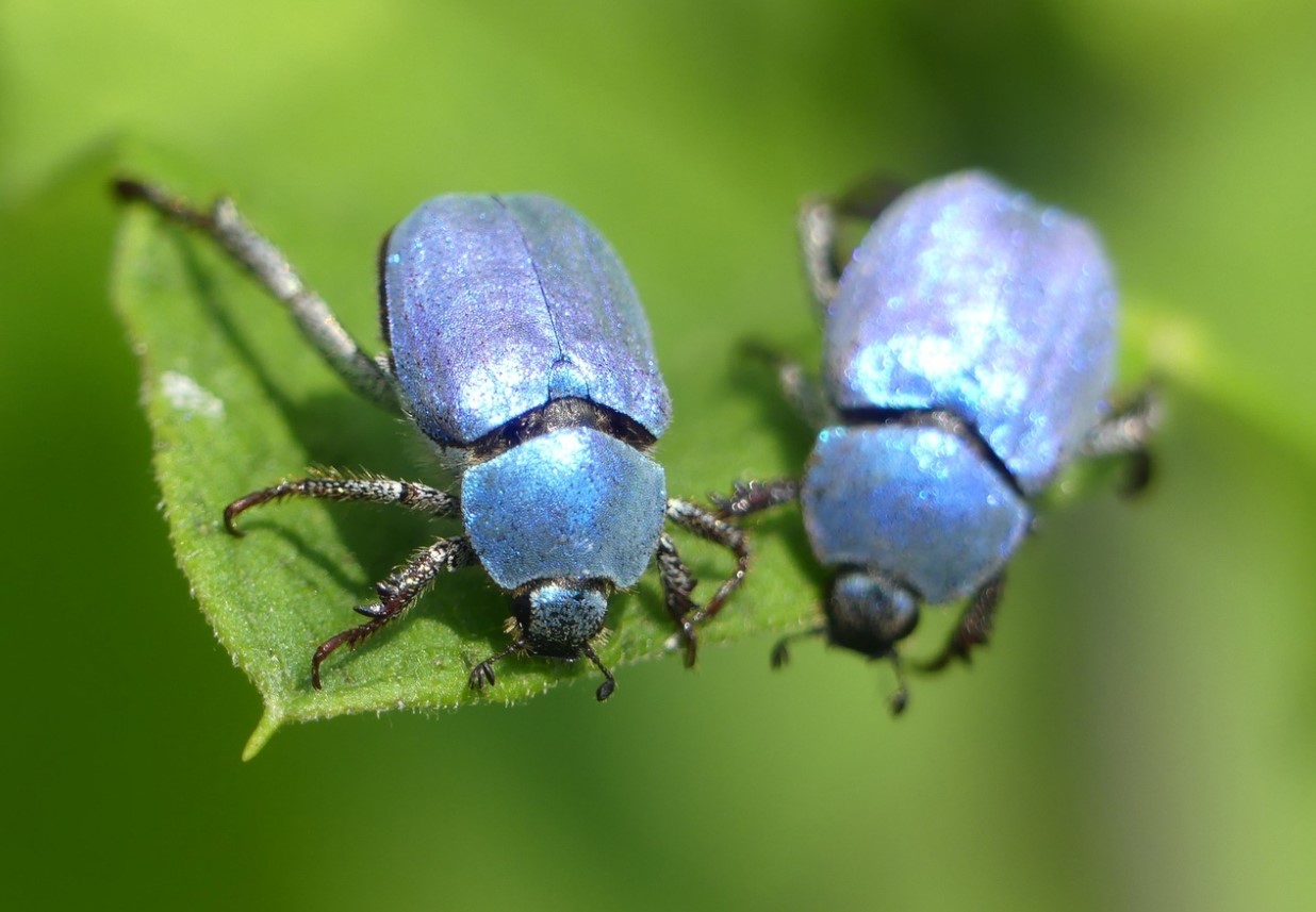 Hoplia-biller