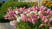 Hortensia Vanille Fraise: hvad en af de smukkeste hortensiaer elsker