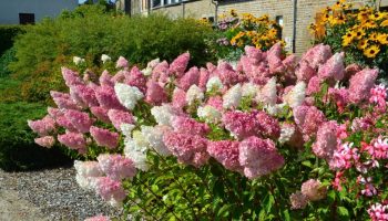 Hortensia Vanille Fraise: hvad en af de smukkeste hortensiaer elsker