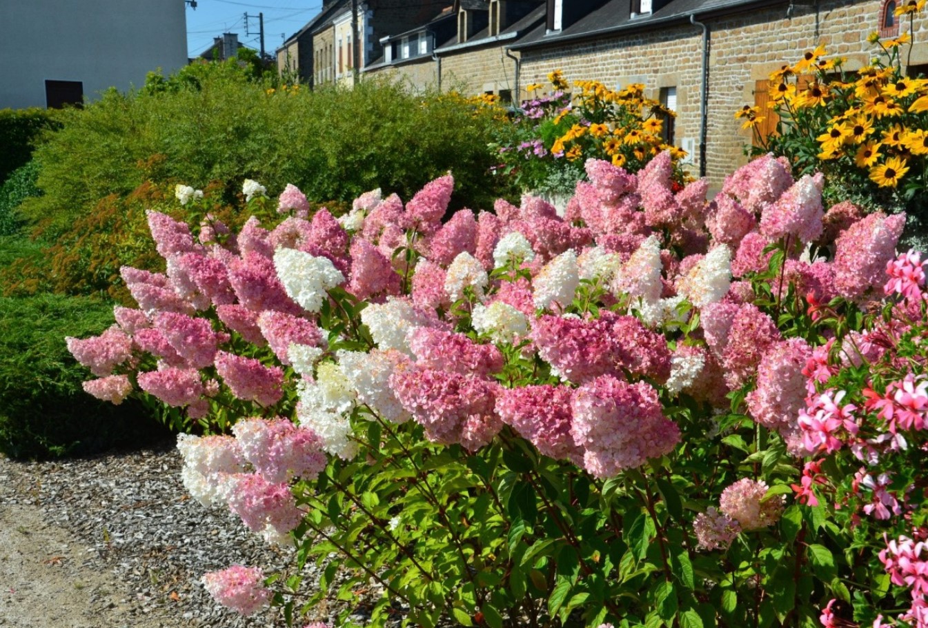 Hortensia Vanille Fraise: hvad en af de smukkeste hortensiaer elsker