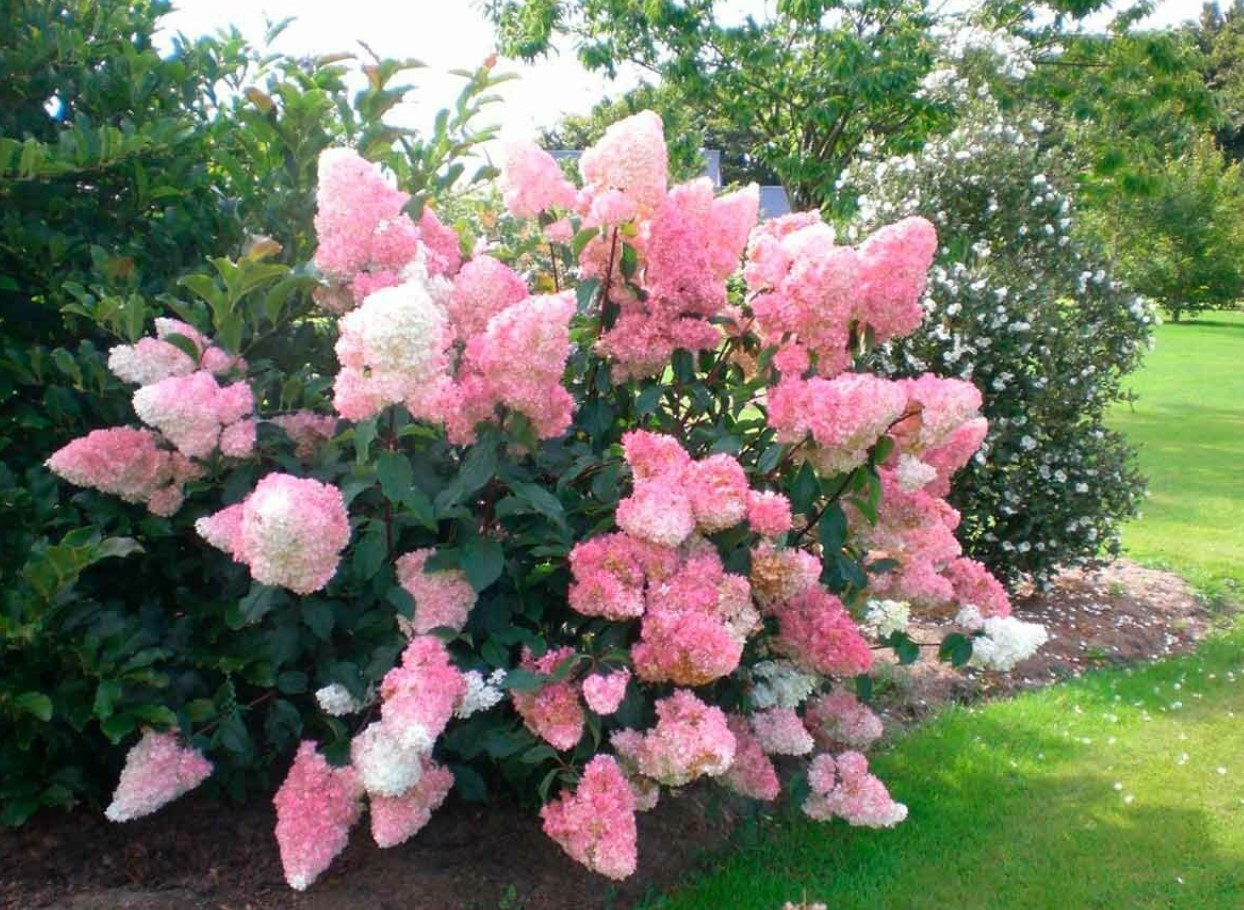 Hortensia Vanille Fraise: hvad en af de smukkeste hortensiaer elsker