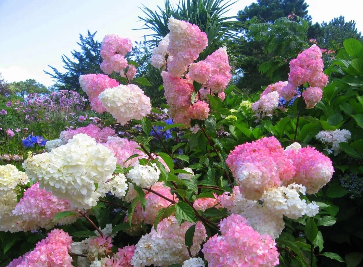 Hortensia Vanille Fraise: hvad en af de smukkeste hortensiaer elsker