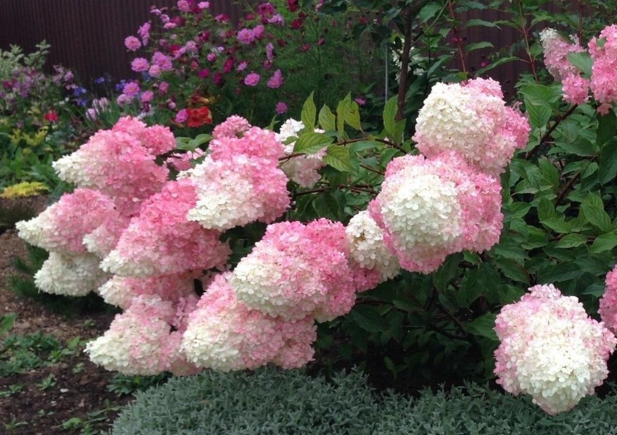 Hortensia Vanille Fraise: hvad en af de smukkeste hortensiaer elsker