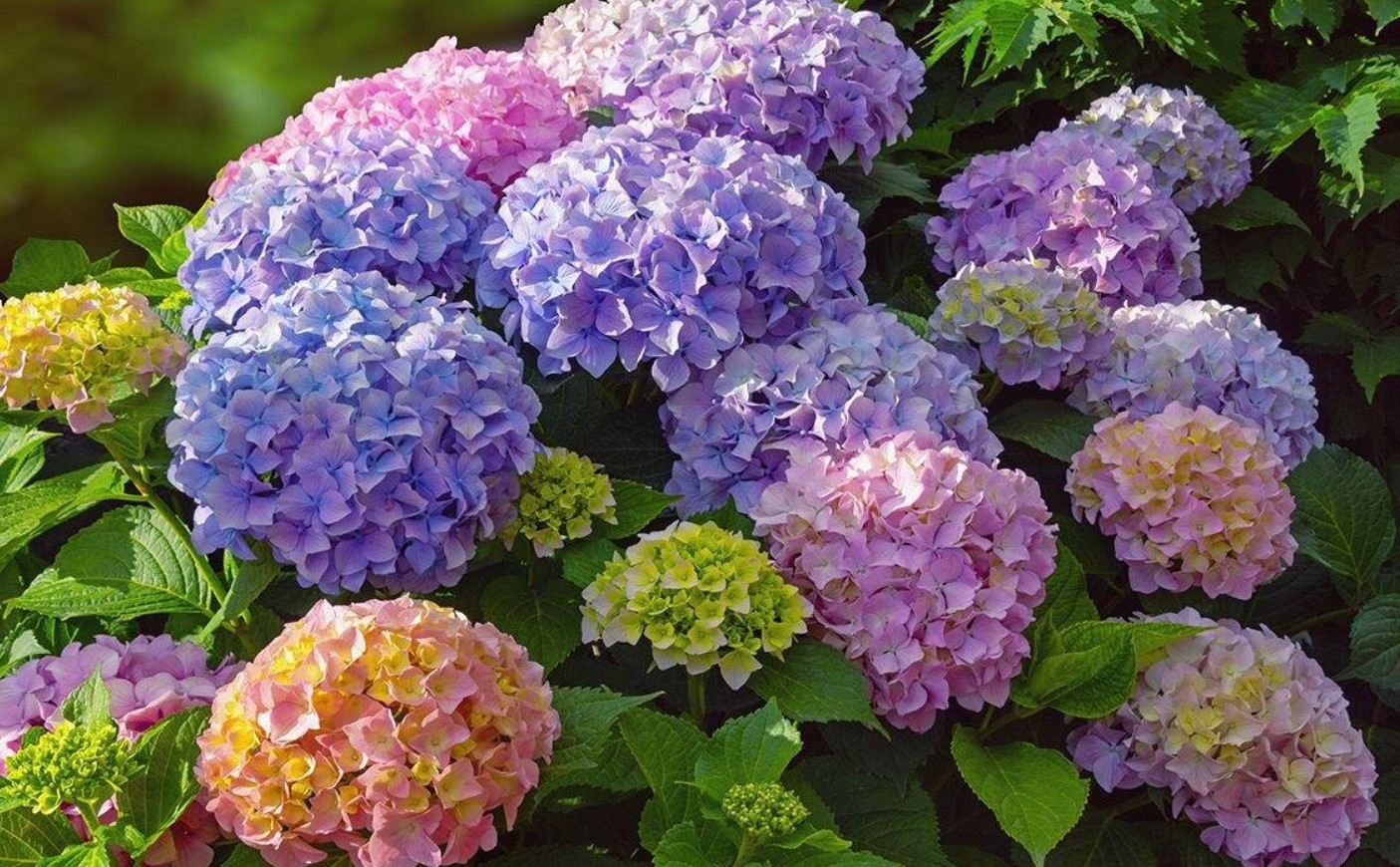 Hortensia