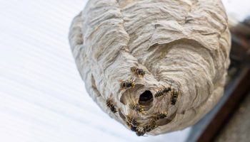 Kun 2 enkle trin — og hvepsereden i sommerhuset forsvinder for evigt uden dyre midler