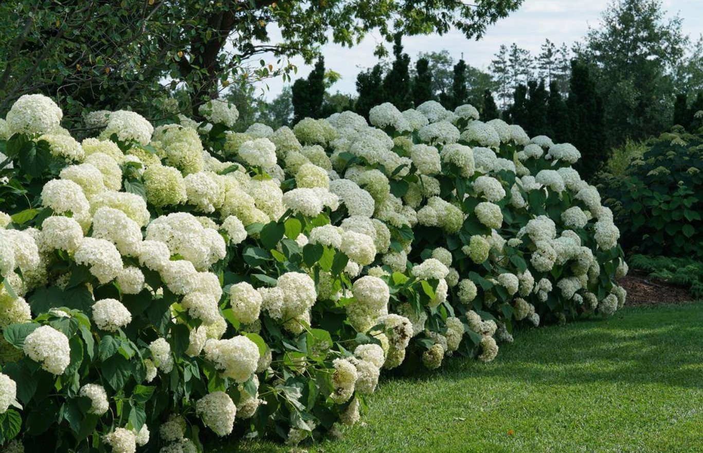 Hydrangea arborescens