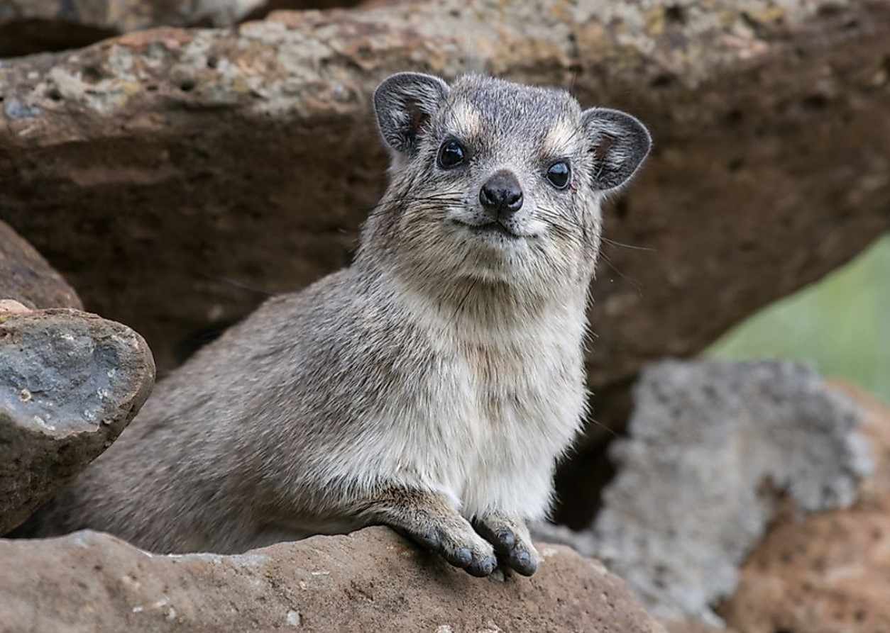 Hyrax er selskabelige dyr, hedonister, ildelugtende og nærmeste slægtninge til elefanter