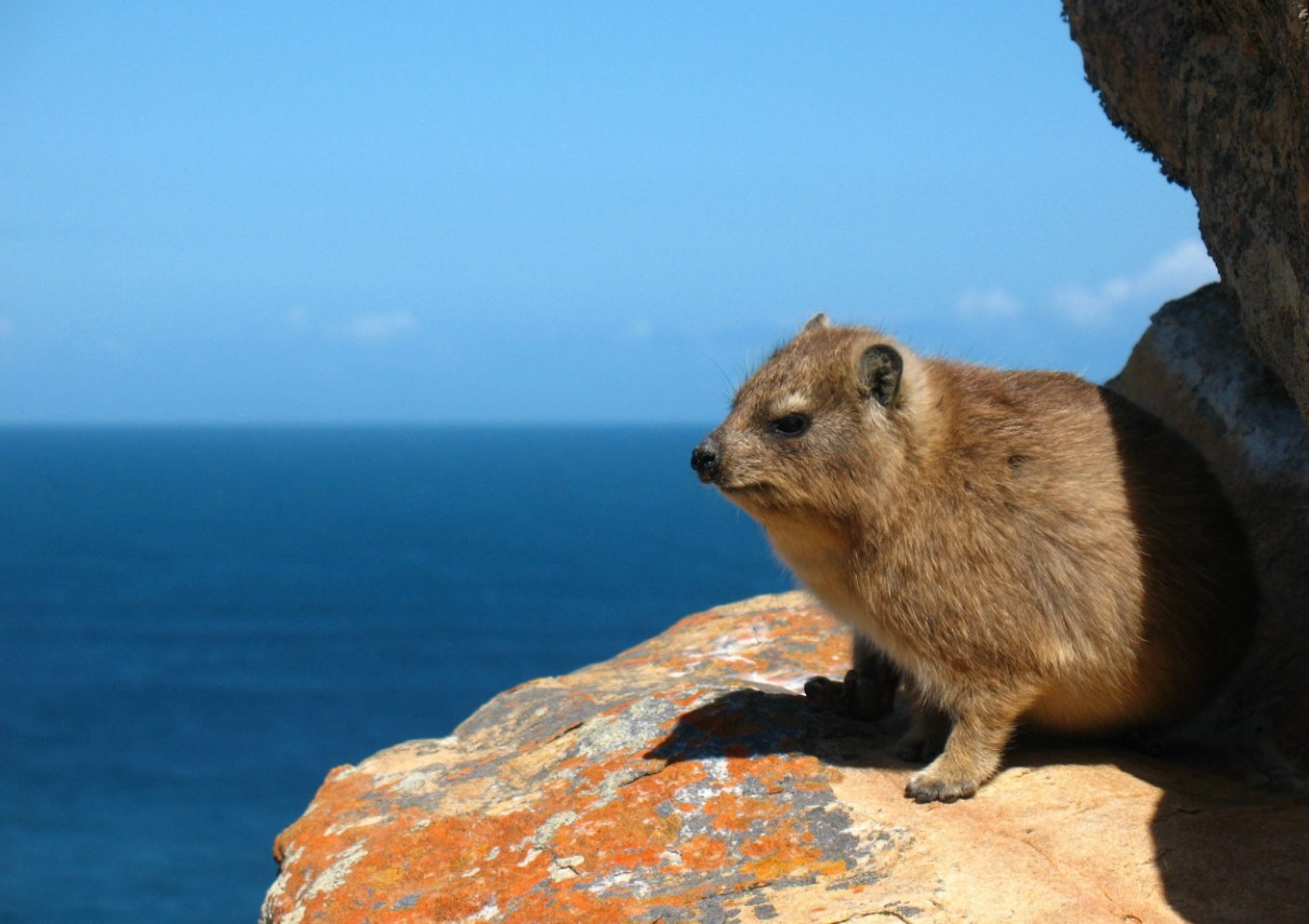 Hyrax er selskabelige dyr, hedonister, ildelugtende og nærmeste slægtninge til elefanter