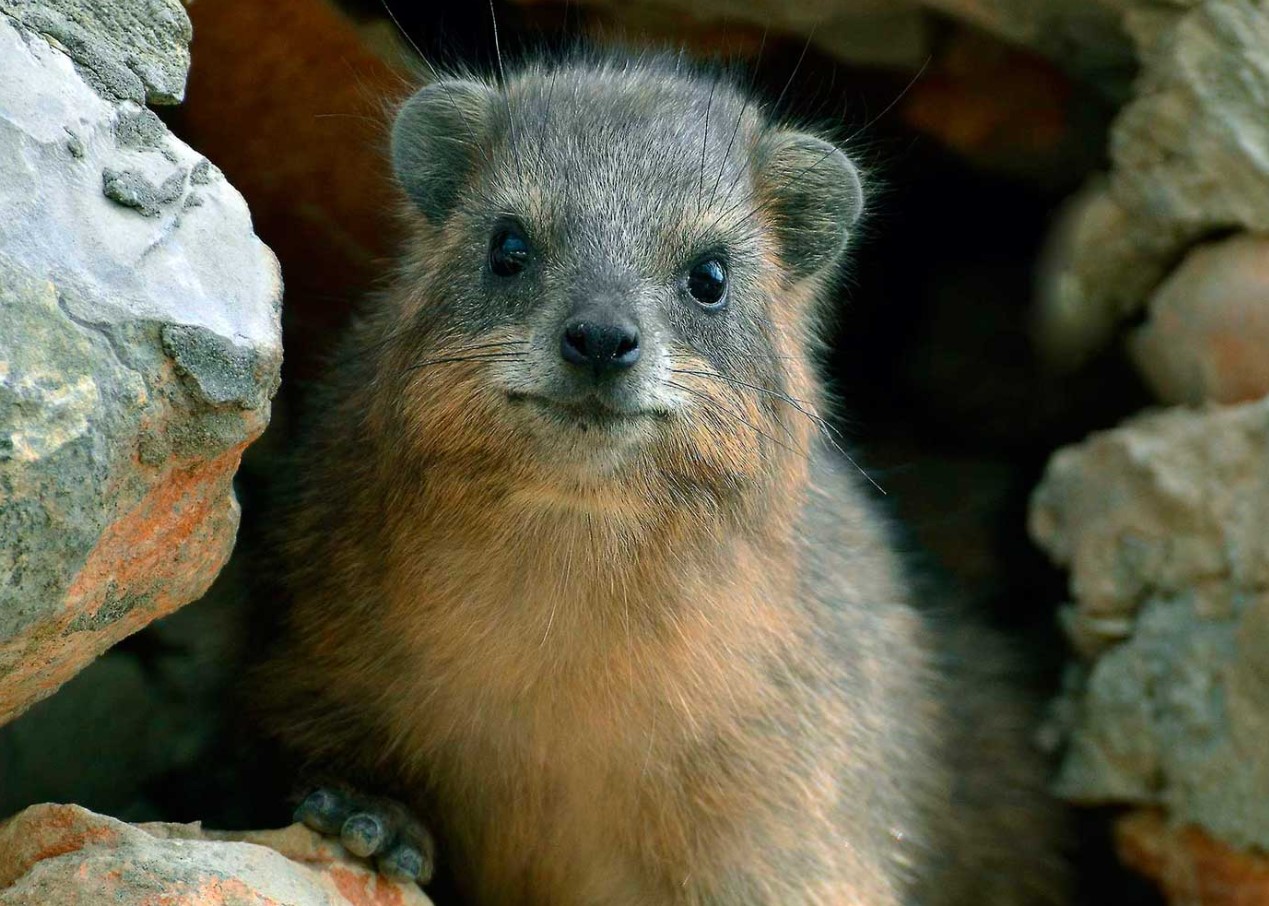 Hyrax er selskabelige dyr, hedonister, ildelugtende og nærmeste slægtninge til elefanter