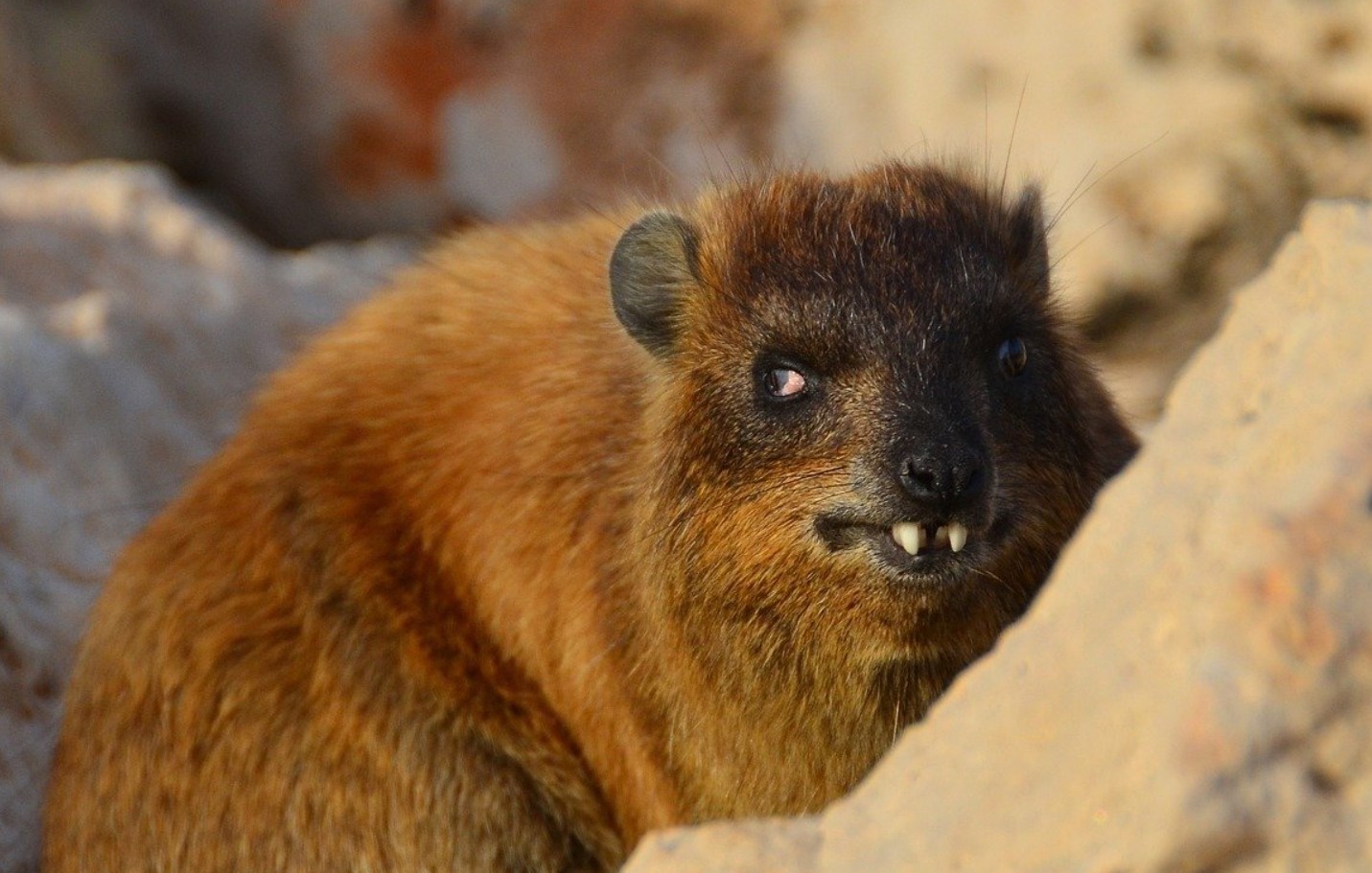 Hyrax er selskabelige dyr, hedonister, ildelugtende og nærmeste slægtninge til elefanter