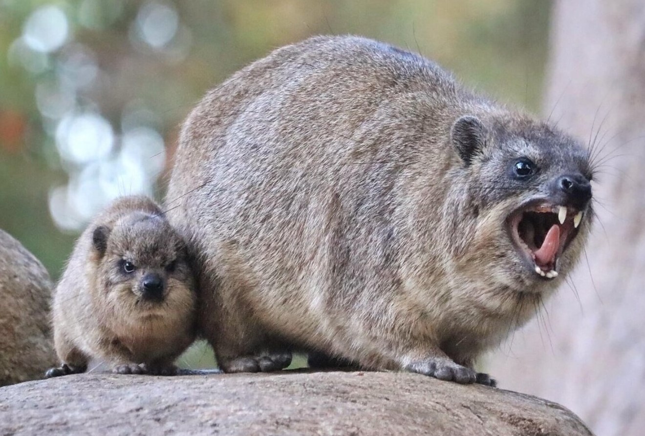 Hyrax er selskabelige dyr, hedonister, ildelugtende og nærmeste slægtninge til elefanter
