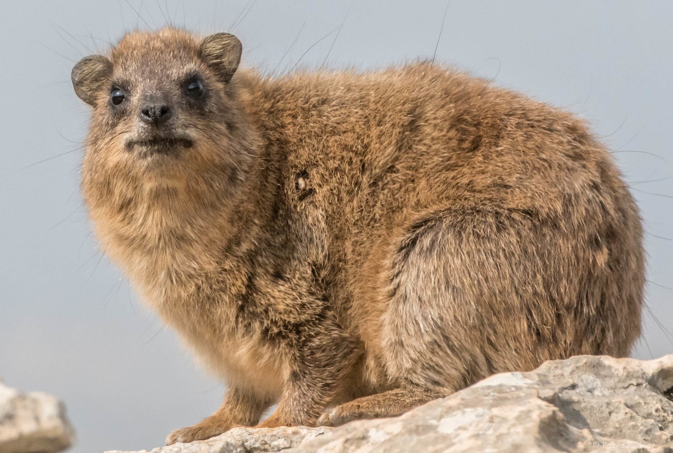 Hyrax er selskabelige dyr, hedonister, ildelugtende og nærmeste slægtninge til elefanter