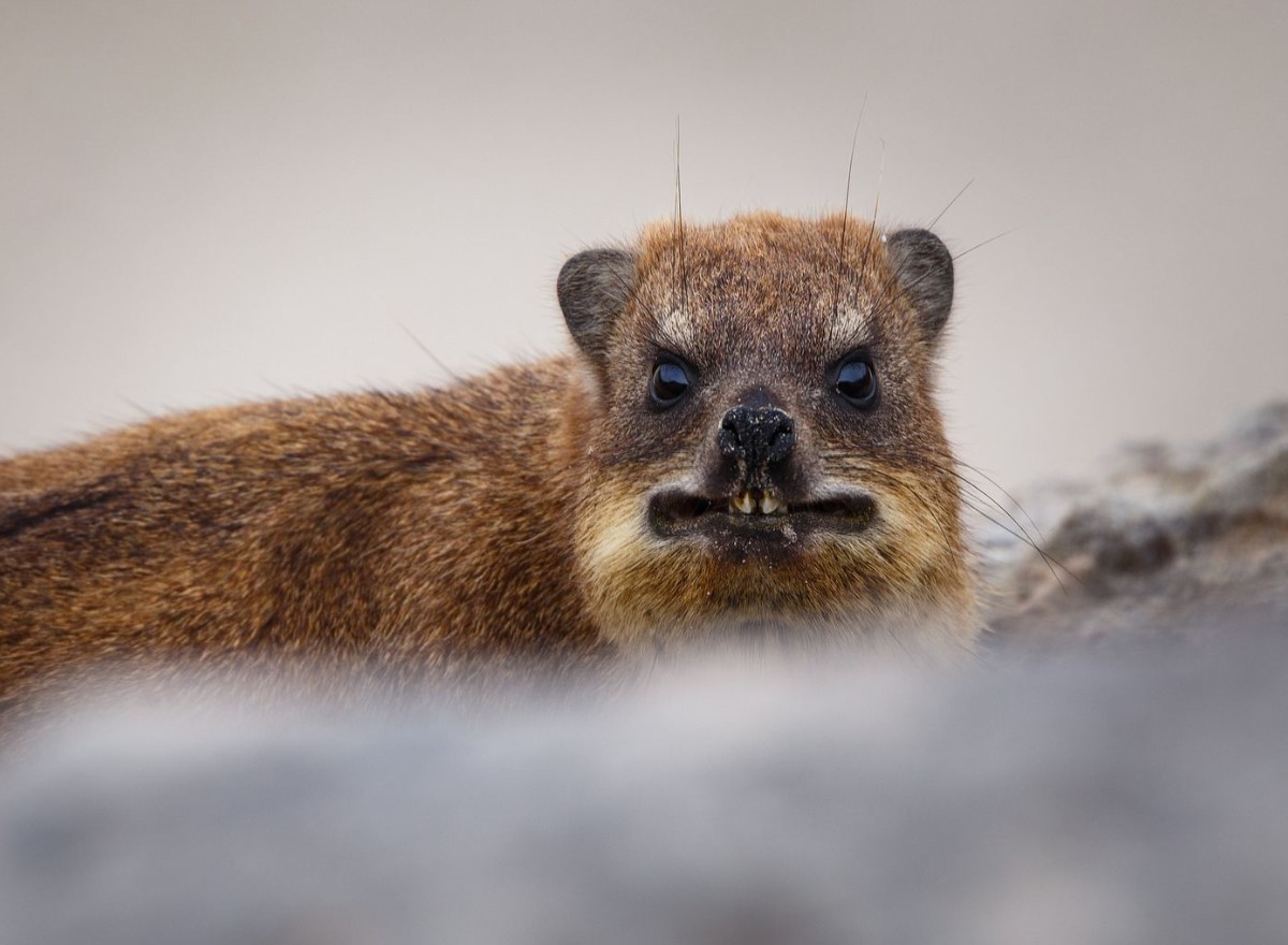 Hyrax er selskabelige dyr, hedonister, ildelugtende og nærmeste slægtninge til elefanter