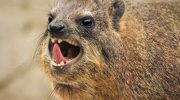 Hyrax er selskabelige dyr, hedonister, ildelugtende og nærmeste slægtninge til elefanter