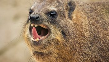 Hyrax er selskabelige dyr, hedonister, ildelugtende og nærmeste slægtninge til elefanter