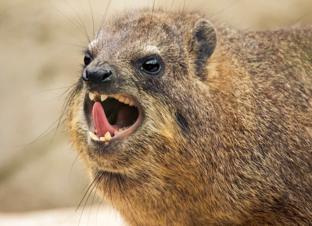 Hyrax er selskabelige dyr, hedonister, ildelugtende og nærmeste slægtninge til elefanter