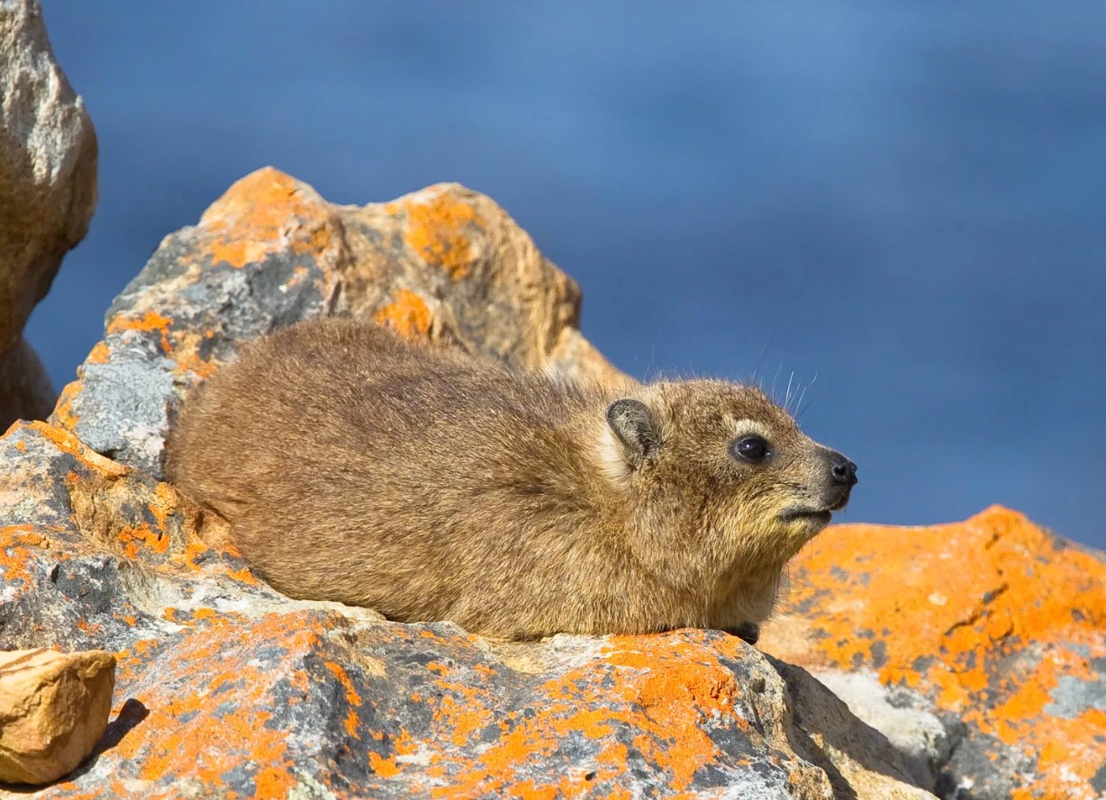 Hyrax er selskabelige dyr, hedonister, ildelugtende og nærmeste slægtninge til elefanter
