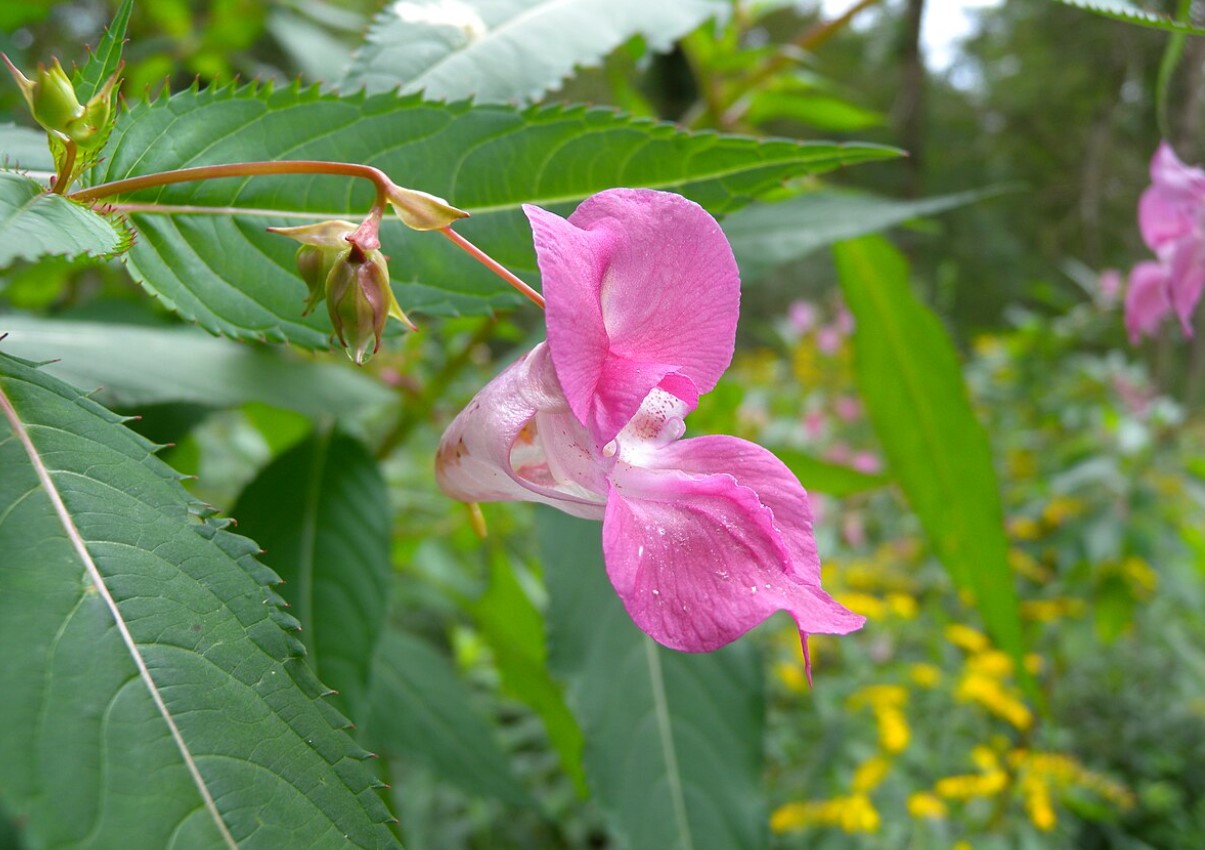 Impatiens glandulifera