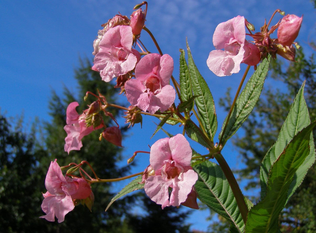 Impatiens glandulifera