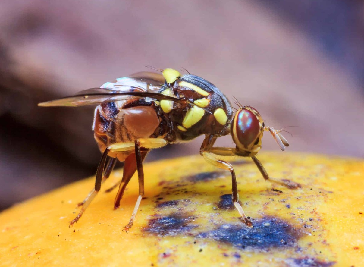 Invasive frugtfluer