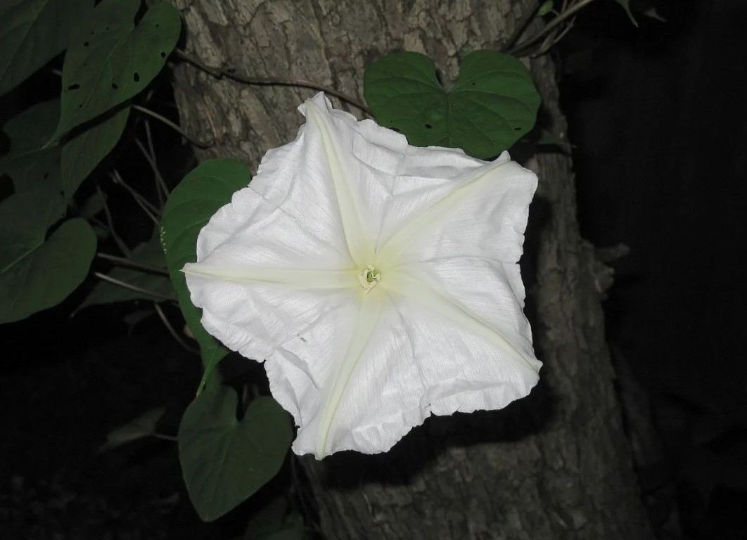 Ipomoea alba