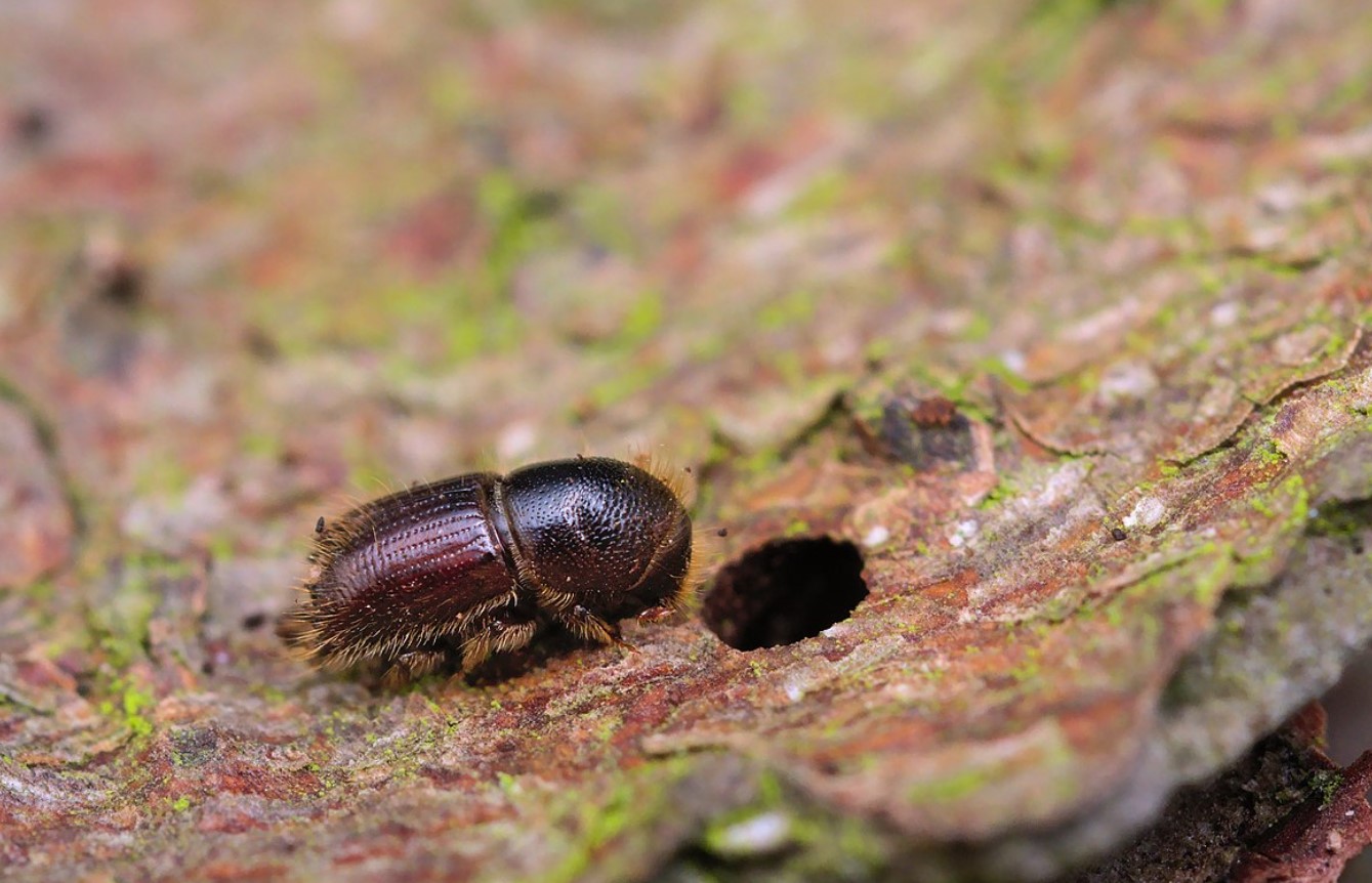 Ips typographus