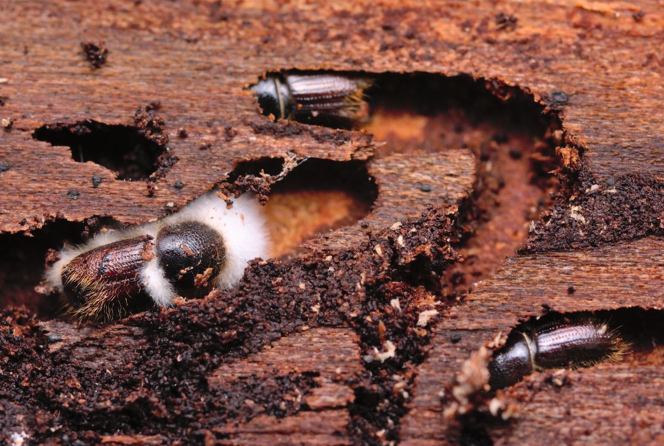 Ips typographus